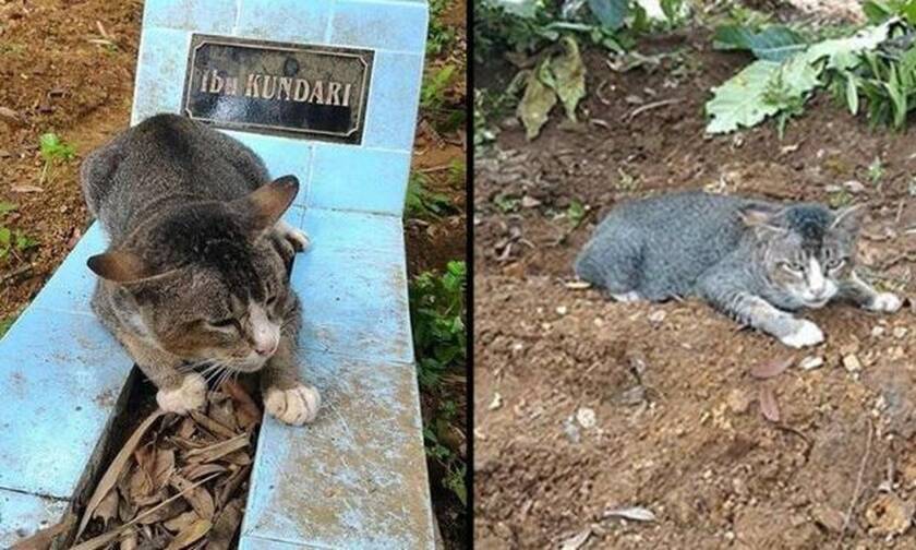 Ανατριχίλα: Γάτα θρηνεί πάνω από τον τάφο του αφεντικού της!