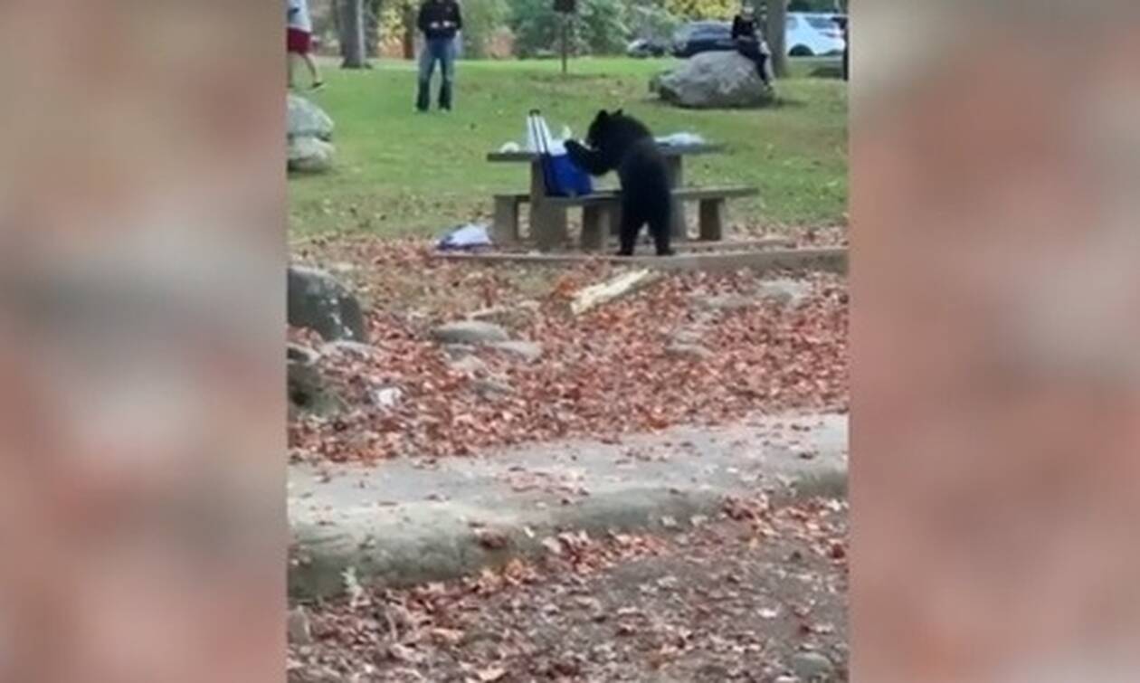 Αρκούδα «κλέφτης» πήρε το φορητό ψυγείο από πικ νικ! (video)