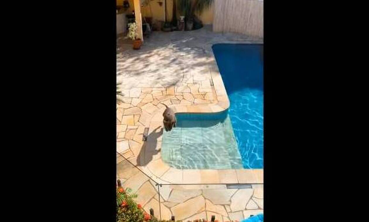 Φοβερός σκύλος κάνει τις καλύτερες βουτιές σε πισίνα! (video)