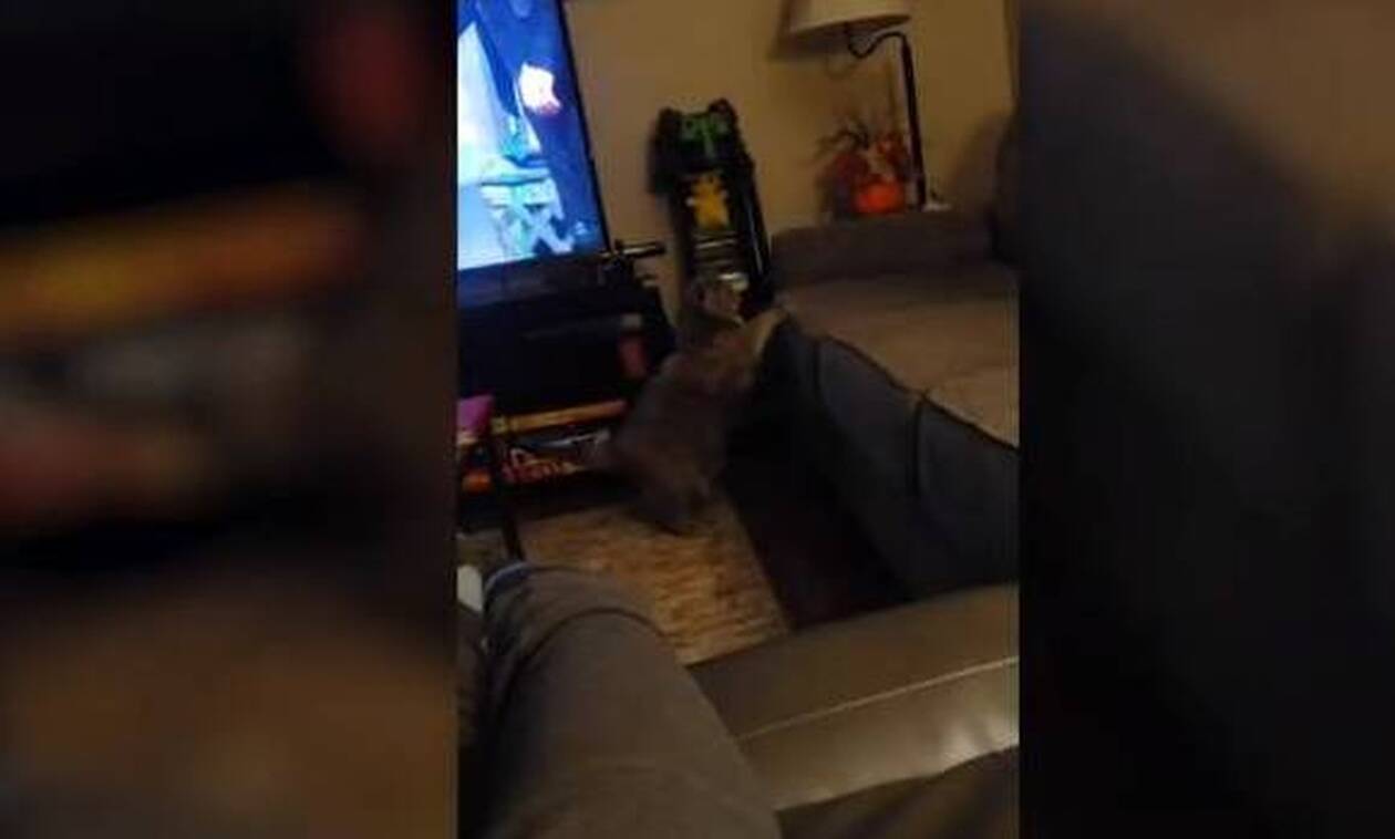 «Στρουμπουλή» γατούλα δίνει μάχη για να ανέβει στον καναπέ! (video)