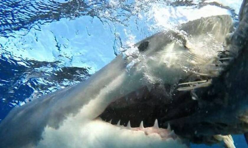Καρχαρίας την «πέφτει» άγρια σε τζετ-σκι