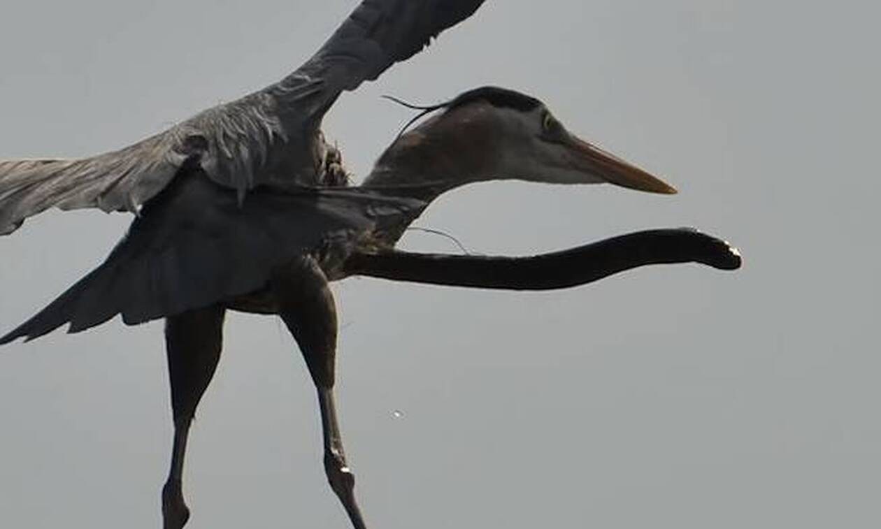 Εικόνα σοκ: Χέλι τρυπάει τον λαιμό πουλιού για να βγει από μέσα! (videos)