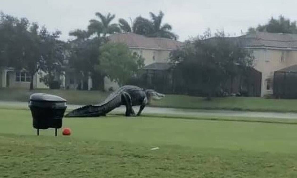 Προκαλεί τρόμο: Τεράστιος αλιγάτορας βόλταρε σε γήπεδο γκολφ! (video)
