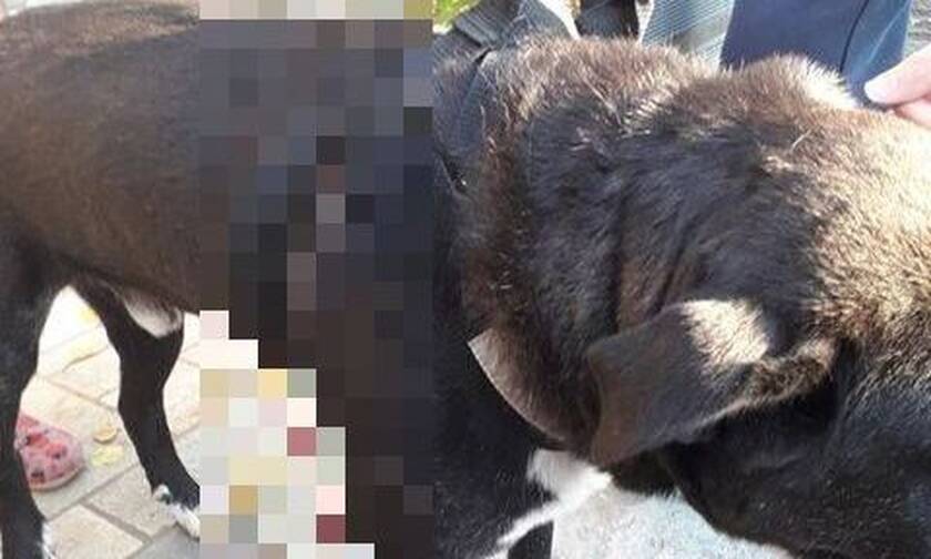 Βόλος: Έριξε βέλος στο σκύλο του γείτονα - Σκληρές εικόνες