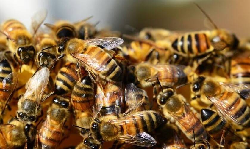 Τραγωδία στη Ζάκυνθο: Νεκρός 48χρονος από επίθεση μελισσών