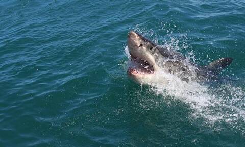 Αυστραλία: Φρικτός θάνατος για σέρφερ - Τον κατασπάραξε καρχαρίας (vid)