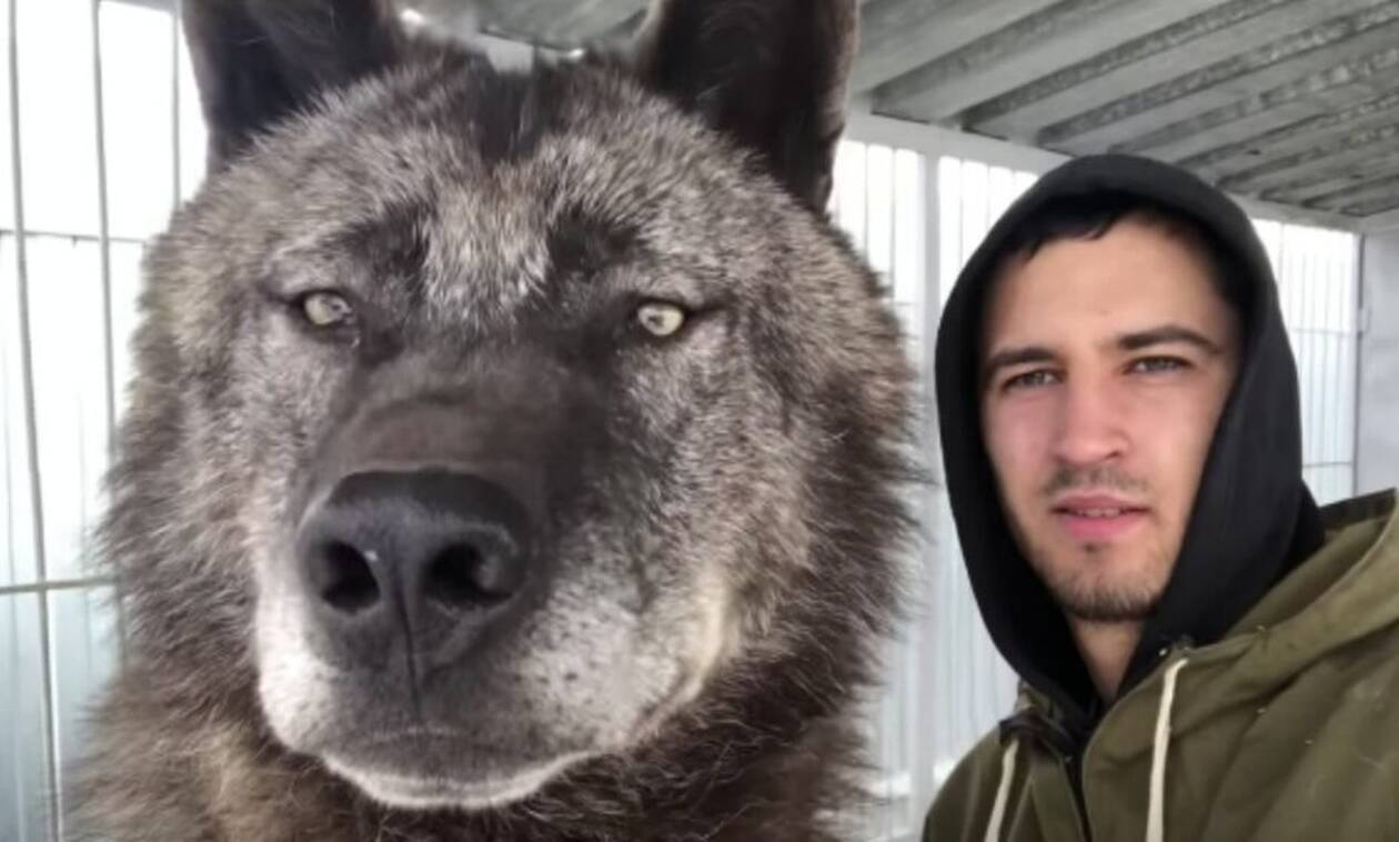 Απίστευτο: Δείτε πώς είναι ο μεγαλύτερος λύκος στον πλανήτη (video)