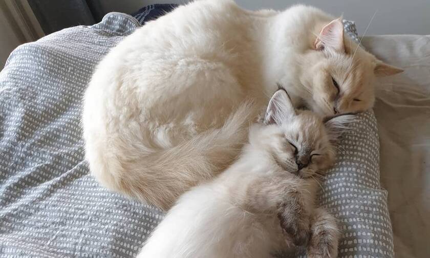 Snorose & Klopp: Οι γάτες με τους 53.000 followers στο Instagram