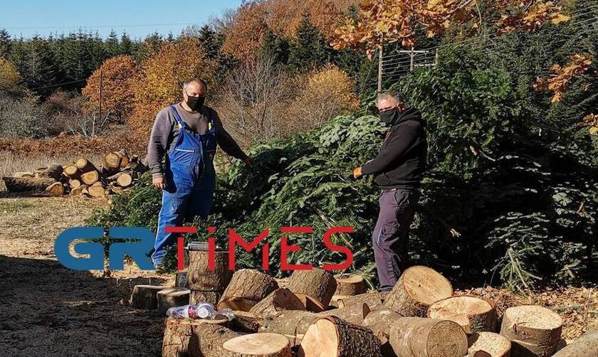 Κορονοϊός: «Στον αέρα» οι ελατοπαραγωγοί – Τι θα γίνει φέτος με τα χριστουγεννιάτικα δέντρα