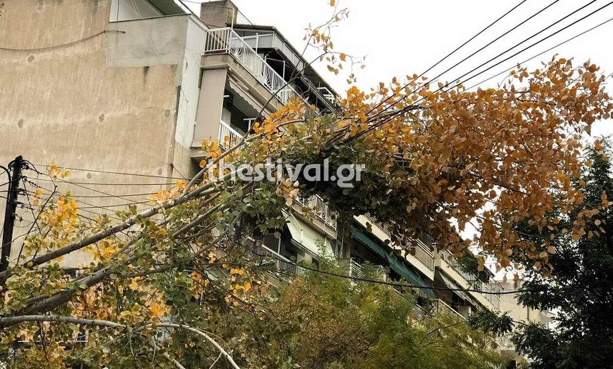 Κακοκαιρία: Πτώσεις δέντρων στη Θεσσαλονίκη - Προβλήματα σε Πιερία, Ημαθία και Κατερίνη (pics)