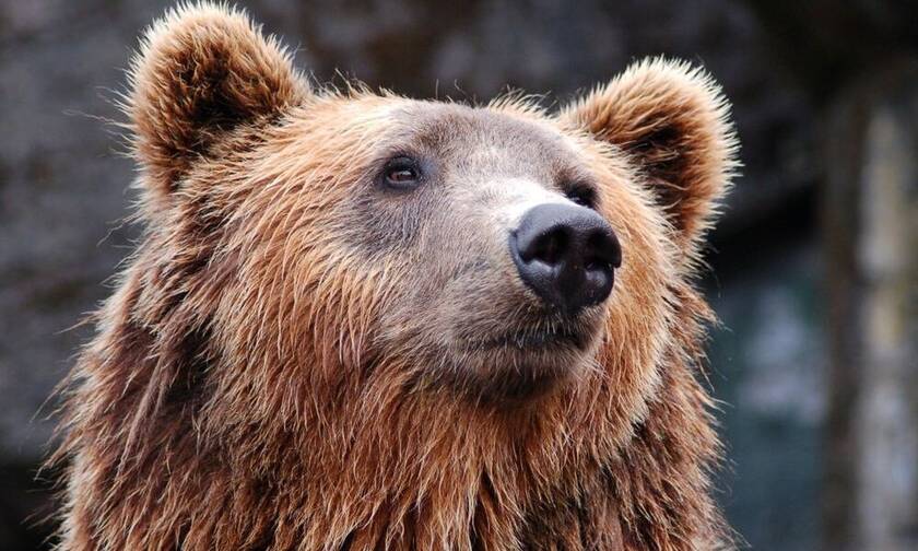 Μακελειό: Αρκούδα σκότωσε 4 άτομα - Σοβαρά τραυματισμένοι άλλοι 3