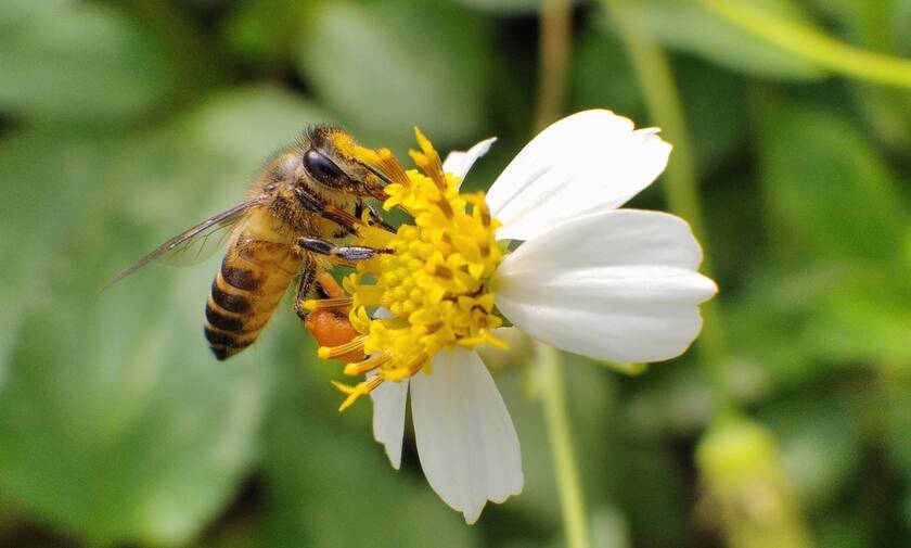 Αυστραλός φωτογράφος ανακάλυψε σπάνιο είδος μέλισσας (+photo)