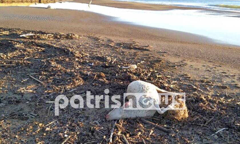 Ηλεία: Φρίκη στη Ροβιάτα - Γέμισε νεκρά πρόβατα η παραλία