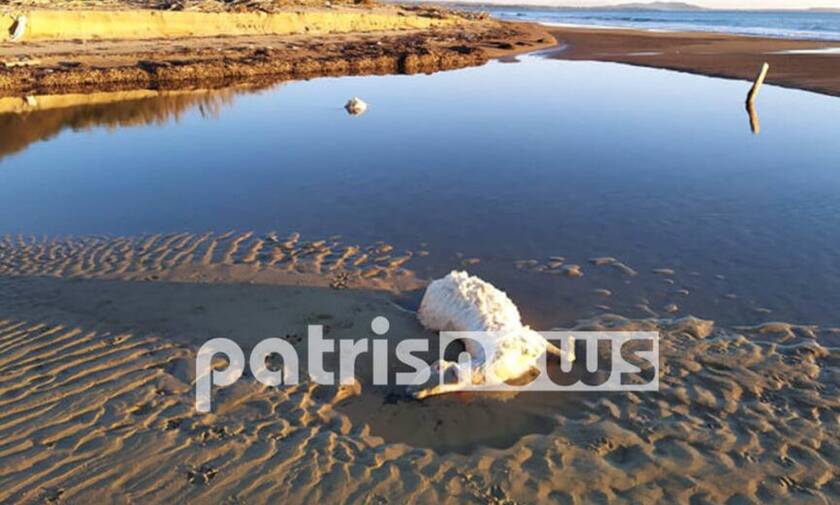 Ηλεία: Γαλλικά τα... νεκρά πρόβατα που ξέβρασε η θάλασσα