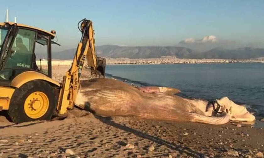 Απίστευτες εικόνες στον Πειραιά: Ξεβράστηκε νεκρή φάλαινα (pics)