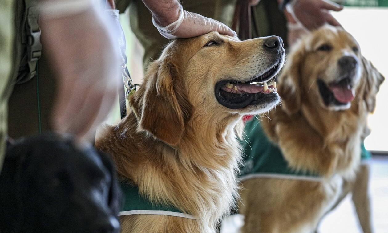 Ένα αλλιώτικο τεστ στη Χιλή - Σκύλοι «βιοεντοπιστές» ανιχνεύουν τον κορονοϊό