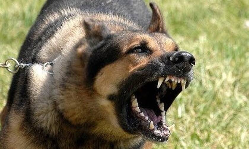 Αγγλία: Απίστευτο! Αγριεμένος σκύλος απειλούσε τους παίκτες – Διακόπηκε οριστικά το ματς