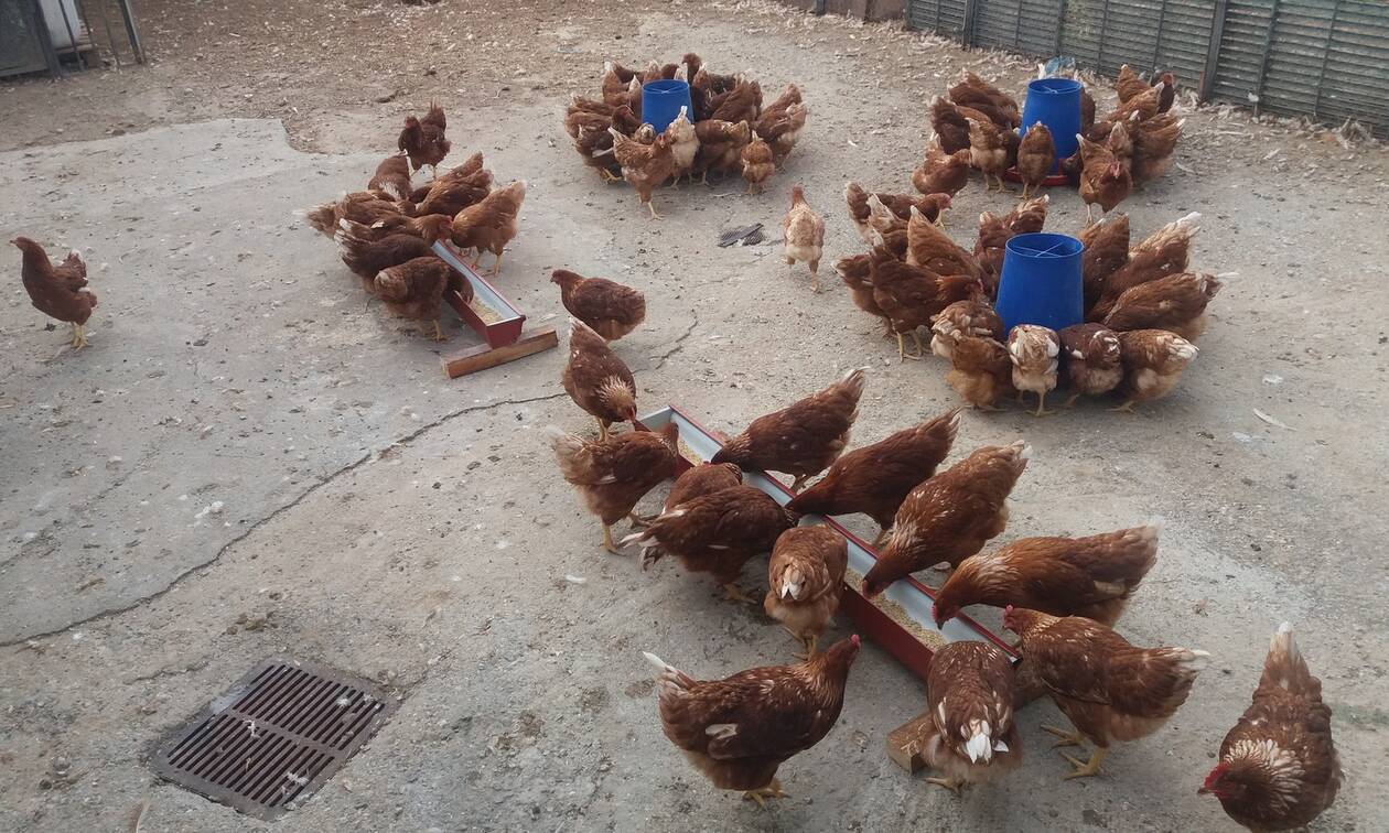 Θεσσαλονίκη: Πτηνοτροφική μονάδα στην Πρώτη Σερρών παράγει αβγά με... φασκόμηλο	