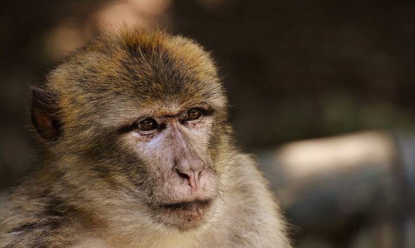 Στην Εντατική βρέφος σε κρίσιμη κατάσταση μετά από επίθεση μαϊμούς