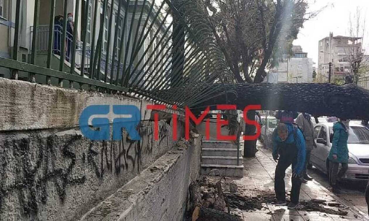 Θεσσαλονίκη: Δέντρο έπεσε σε αυλή δημοτικού σχολείου – Από θαύμα δεν τραυματίστηκαν μαθητές 