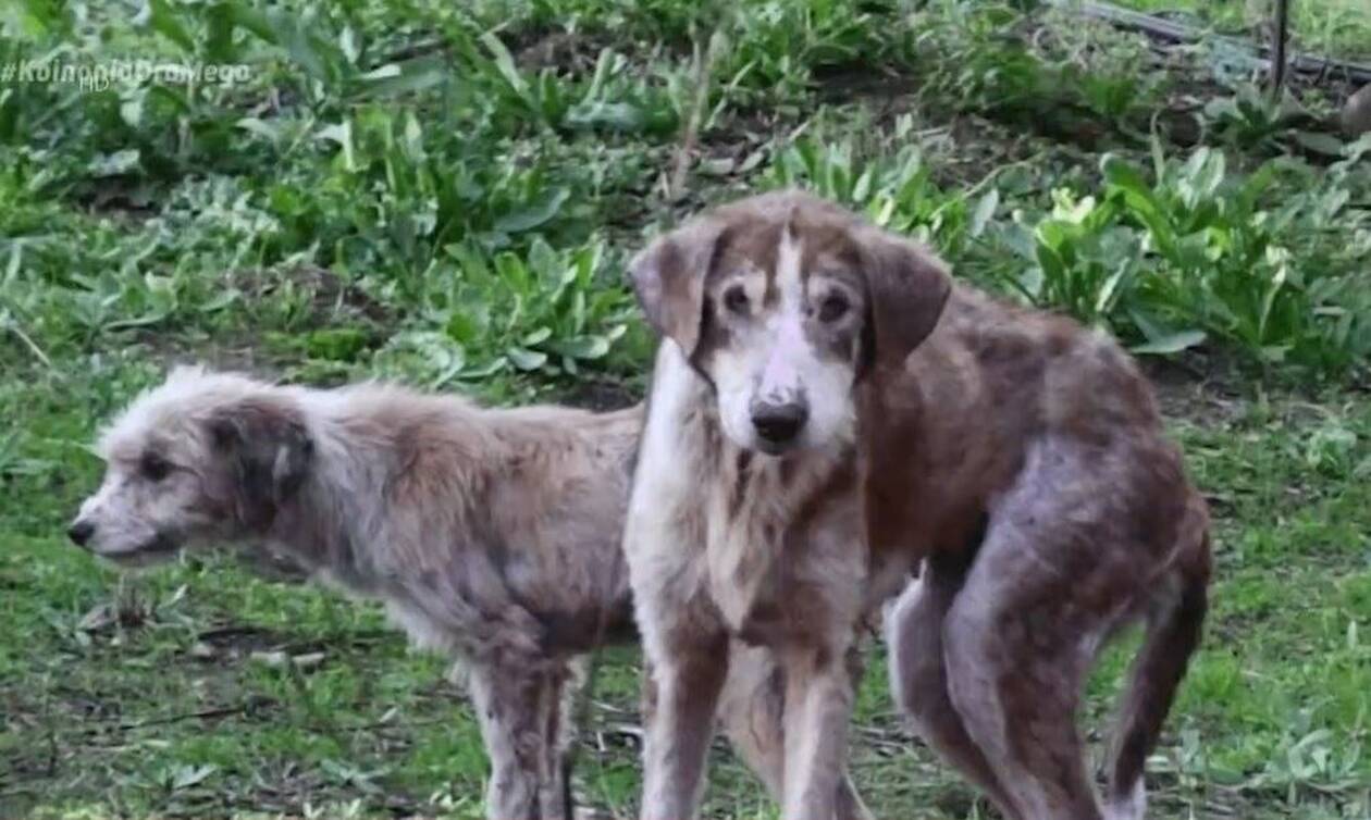 Βόλος: Άγρια κακοποίηση σκύλων – Βρέθηκαν σκελετωμένοι και βασανισμένοι