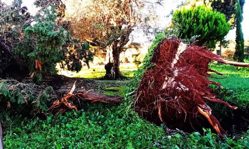 Πρέβεζα: Μεγάλες καταστροφές από την κακοκαιρία - Η μανία του αέρα ξερίζωσε πανύψηλα δέντρα (pics)