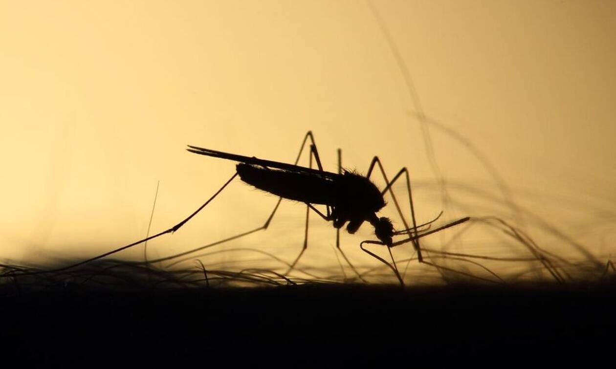 Παγκόσμια ανησυχία: Φόβοι για νέα πανδημία από τα κουνούπια - Οι ασθένειες που μεταδίδουν