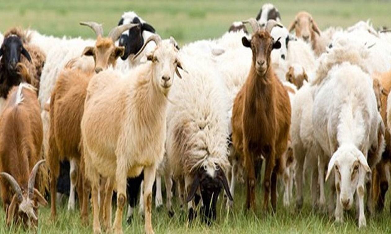 ΟΠΕΚΕΠΕ: Ενίσχυση κτηνοτρόφων - Μέχρι πότε μπορείτε να καταθέσετε τα δικαιολογητικά