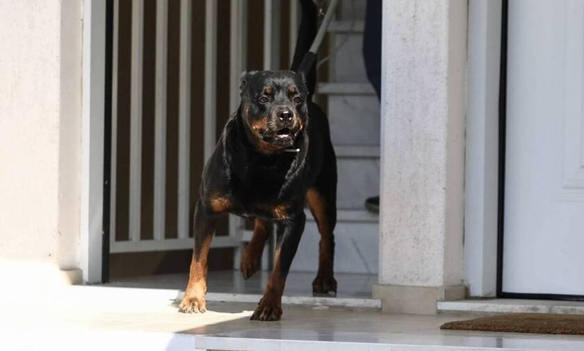 Κοζάνη: Αδιανόητο - Τα σκυλιά του σκότωσαν παιδί και ζητάει αποζημίωση από τους γονείς του!