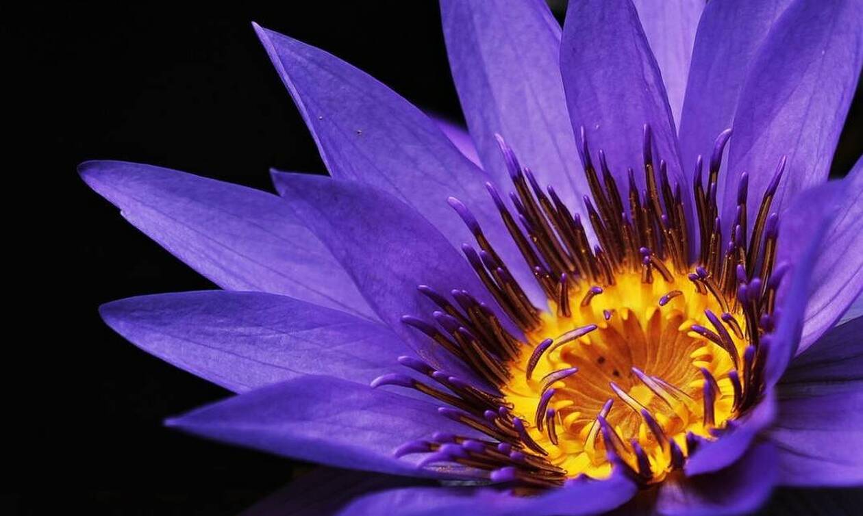 «Μυστήριο» με τη φωτογραφία μωβ λουλουδιού που προσελκύει κάθε μέρα περίπου 100.000.000 επισκέψεις