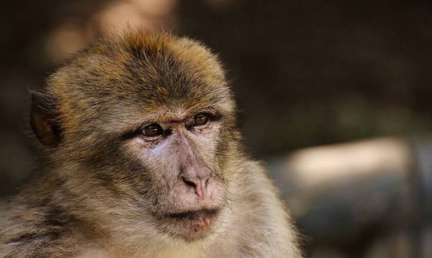 Φρίκη: Μαϊμούδες έκλεψαν βρέφος 8 ημέρων και το σκότωσαν