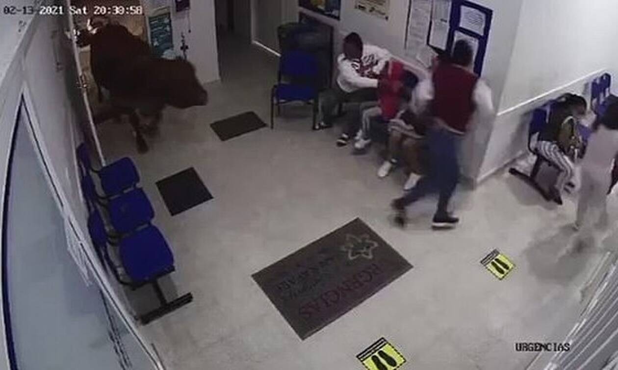 Πανικός από εισβολή αγελάδας σε νοσοκομείο - Όρμησε σε όσους περίμεναν στην αίθουσα αναμονής