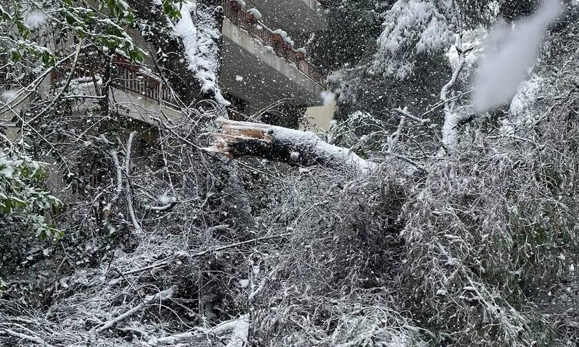 Κακοκαιρία «Μήδεια» - ΤΡΑΙΝΟΣΕ: Δέντρο έπεσε σε τρένο προκαλώντας ζημιές