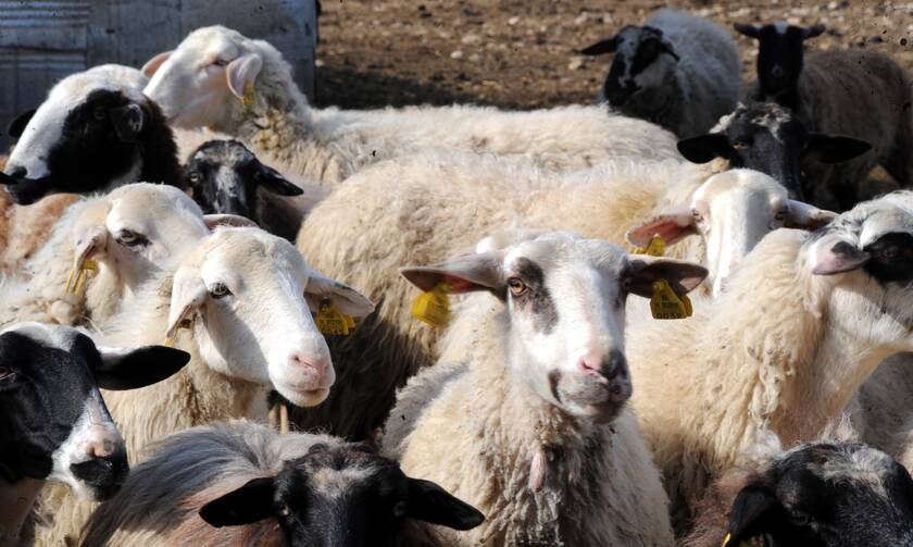 ΟΠΕΚΕΠΕ: Ενίσχυση κτηνοτρόφων - Λήγει η προθεσμία αιτήσεων