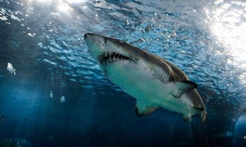 Top10: Αυτά είναι τα πιο επικίνδυνα είδη ψαριών που κατοικούν τους ωκεανούς!