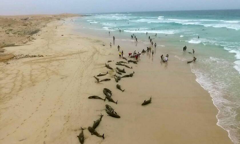 Μυστήριο στη Μοζαμβίκη: 86 δελφίνια εντοπίστηκαν νεκρά