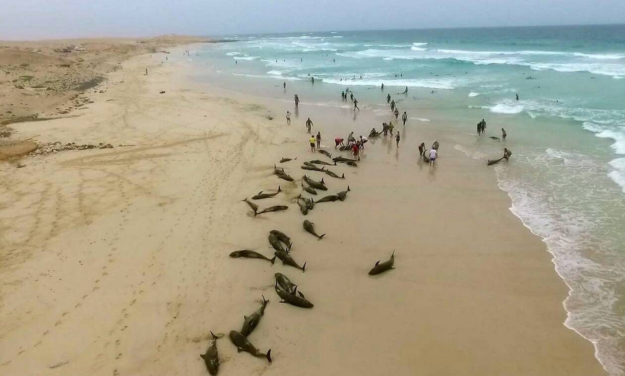 Μυστήριο στη Μοζαμβίκη: 86 δελφίνια εντοπίστηκαν νεκρά