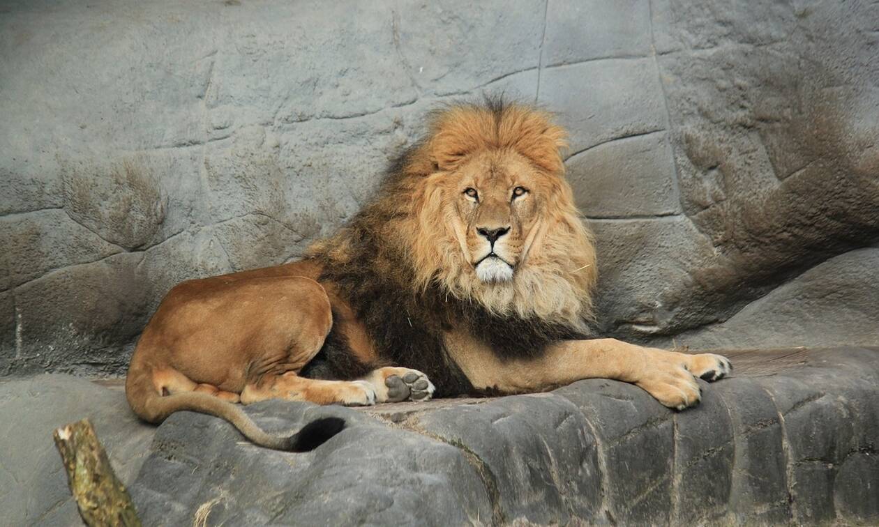 Πράγα: Ένας γορίλας και δύο λιοντάρια παρουσίασαν μολύνθηκαν με κορονοϊό στον ζωολογικό κήπο     