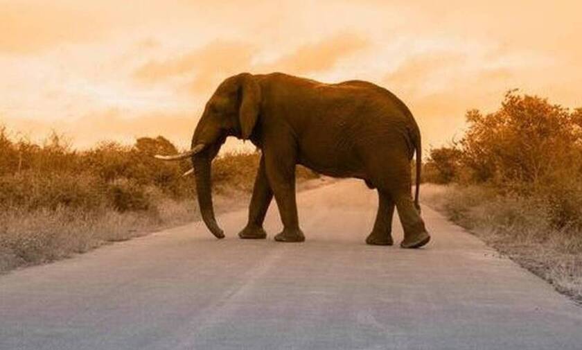 Τραγωδία σε ζωολογικό κήπο: Ελέφαντας σκότωσε φύλακα με την προβοσκίδα του
