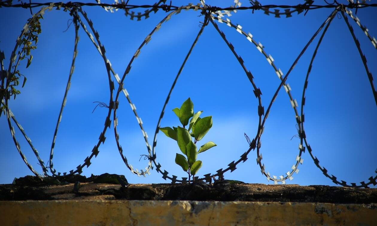 Όσα περισσότερα φυτά έχει μία φυλακή, τόσο χαμηλότερα τα επίπεδα βίας