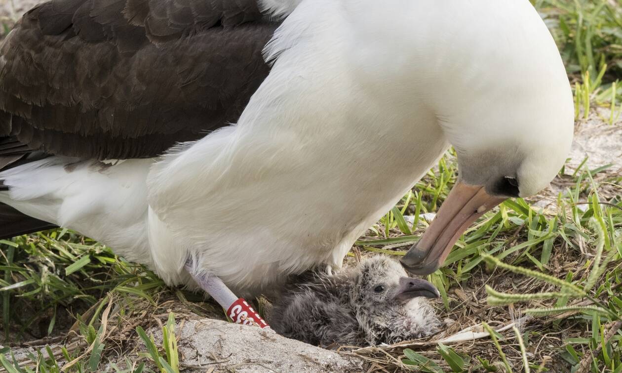 Η «Σοφία», το γηραιότερο άγριο πτηνό στον κόσμο έγινε ξανά… μητέρα στα 70 της