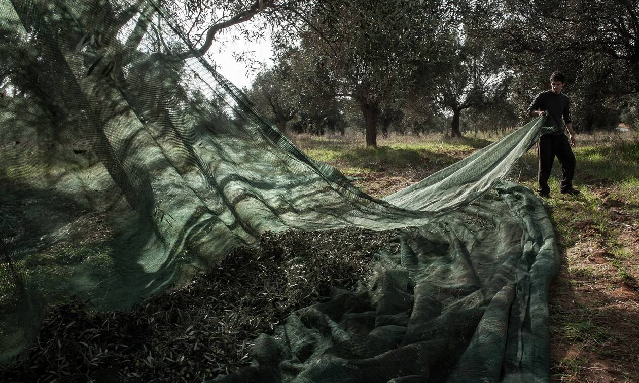 Πάτρα: Μεγάλη απάτη με ελαιόλαδο και σταφίδες - «Έφαγαν» 120.000 ευρώ από αγρότες
