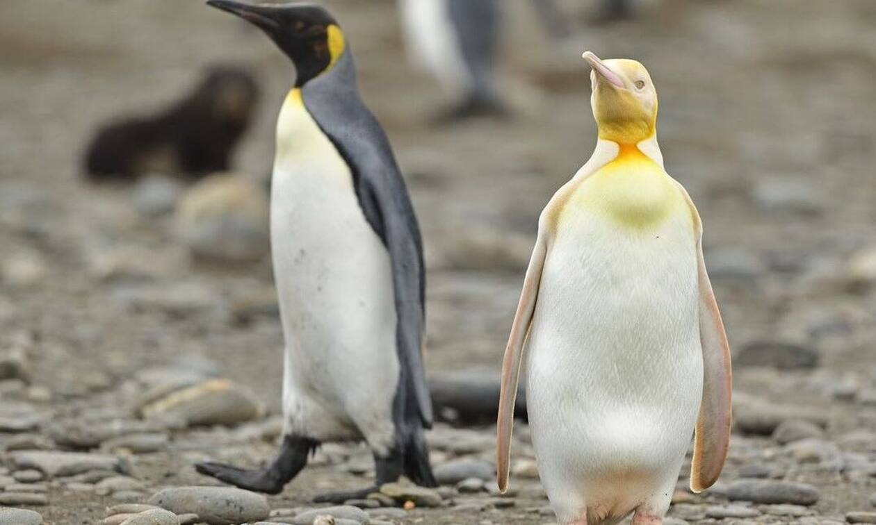Σπάνιο κίτρινο πιγκουίνο απαθανάτισε ο φακός του Yves Adams (photos)