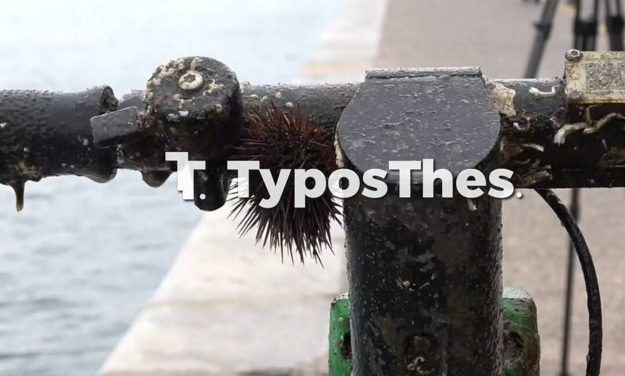 Θεσσαλονίκη: Η άμπωτη «έβγαλε» πατίνια στο Θερμαϊκό (pics & vid)