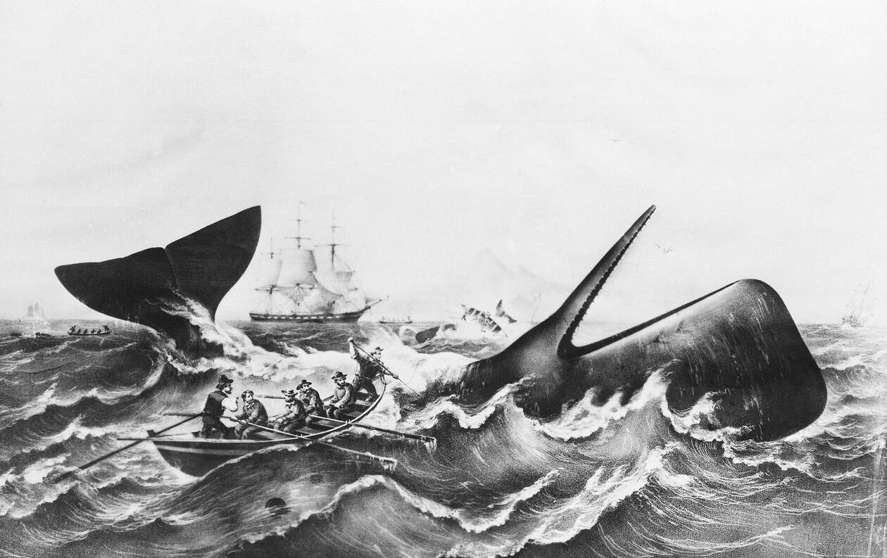 Έρευνα: Φάλαινες αντάλλασσαν πληροφορίες και αντιδρούσαν ομαδικά σε επιθέσεις φαλαινοθήρων
