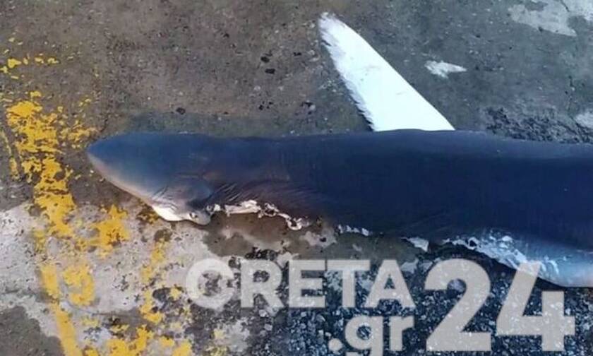 Κρήτη: Έβγαλαν καρχαρία από το λιμάνι του Ηρακλείου