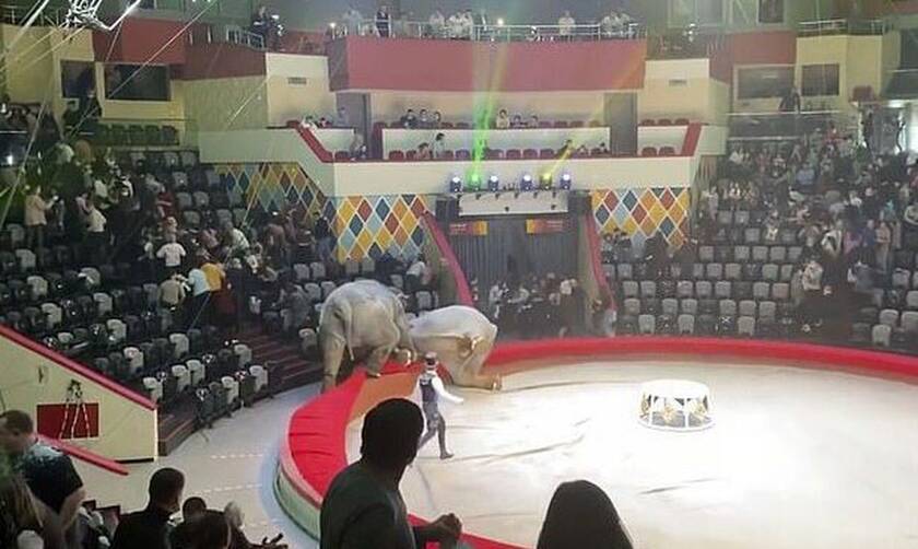 Χαμός σε τσίρκο: Ελέφαντες άρχισαν να τσακώνονται - Έτρεχαν να σωθούν οι θεατές