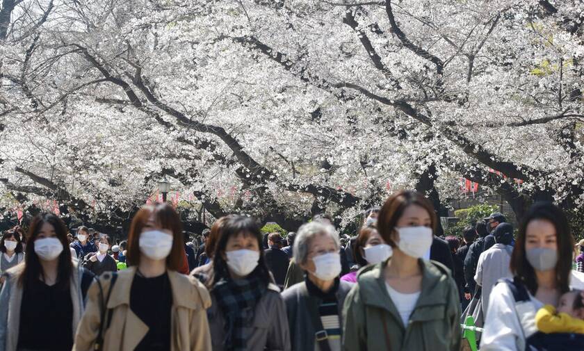 Ιαπωνία: Οι κερασιές άνθισαν στη σκιά της πανδημίας - Μοναδικές εικόνες