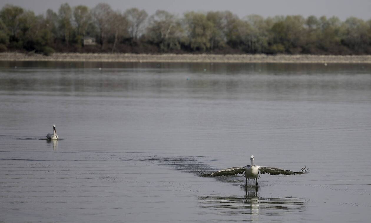 Συναγερμός στη Λίμνη Κερκίνη: Τρεις νεκροί αργυροπελεκάνοι από τη γρίπη των πτηνών
