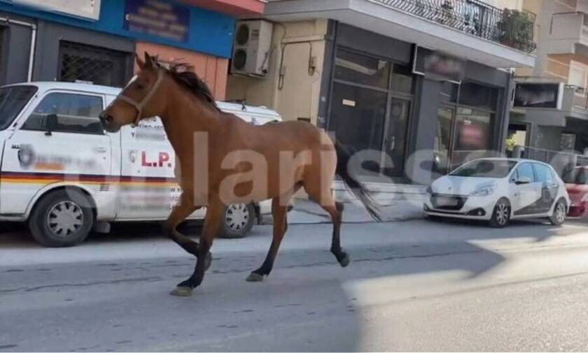 Λάρισα: «Σούζα τ’ αλογάκι» στην πραγματικότητα – Έκοβε βόλτες στην πόλη μέχρι να το σταματήσουν